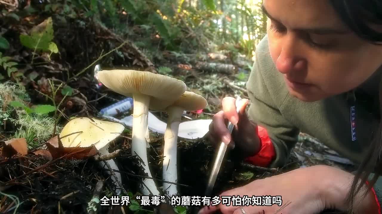 世界上最毒的5种蘑菇你一定要记住他们的样子不然后果不堪设想