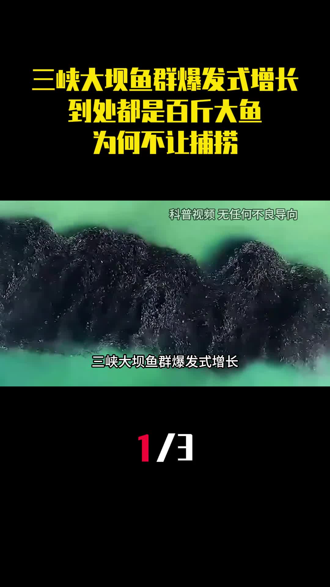 三峡大坝鱼群爆发式增长到处都是百斤大鱼为何不让捕捞1