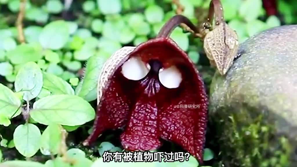 全球7个恐怖的植物以后看到就不会被吓到了三