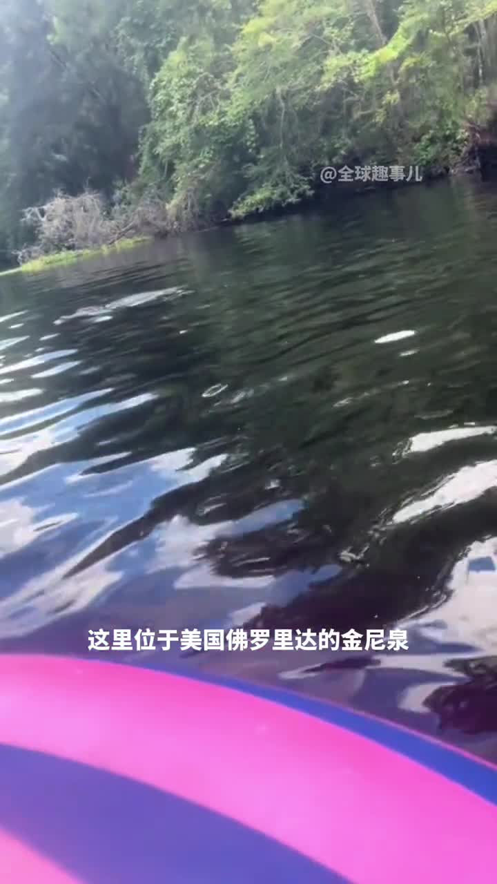 佛罗里达水域的隐藏危险鳄鱼随时出没