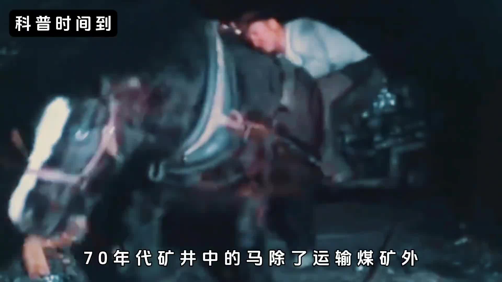 为了保护矿马增大矿工的死亡率动物保护人士的做法对吗