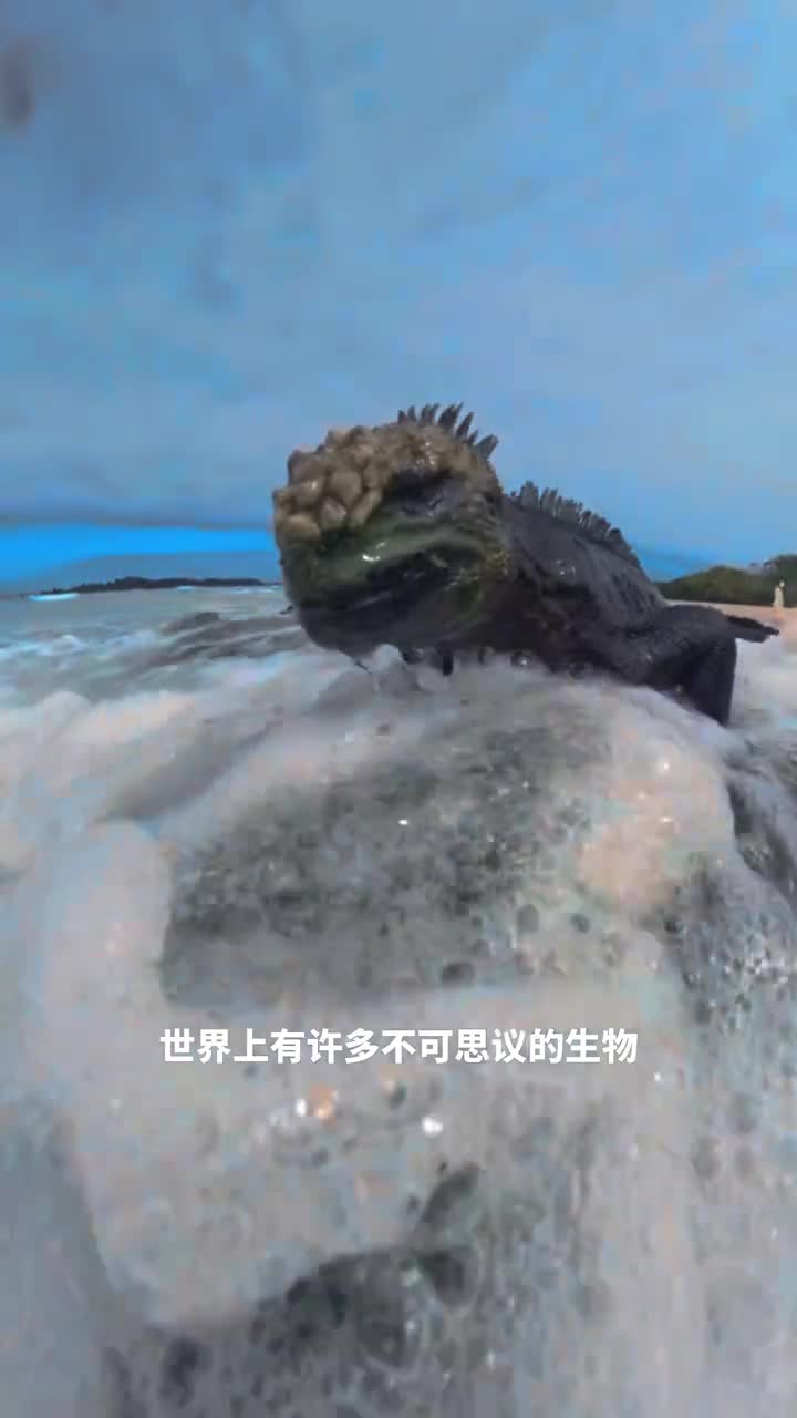 海鬣蜥在海中觅食的神奇爬行动物