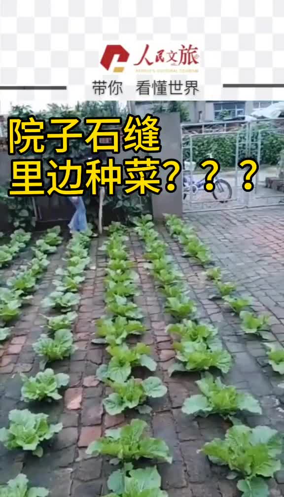 自家院子石头缝里边