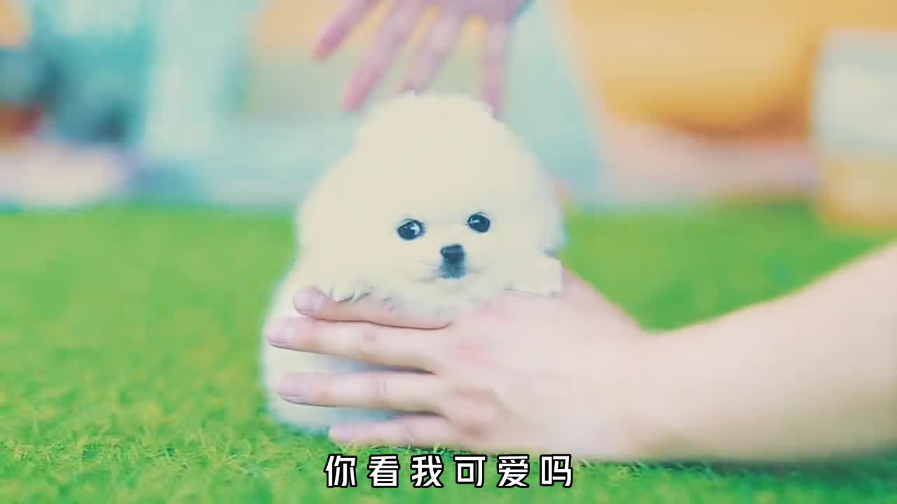 你知道人造茶杯犬的一生究竟有多悲惨吗看完你还会买吗