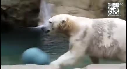 美国俄亥俄州辛辛那提动物园北极熊娜娜玩球