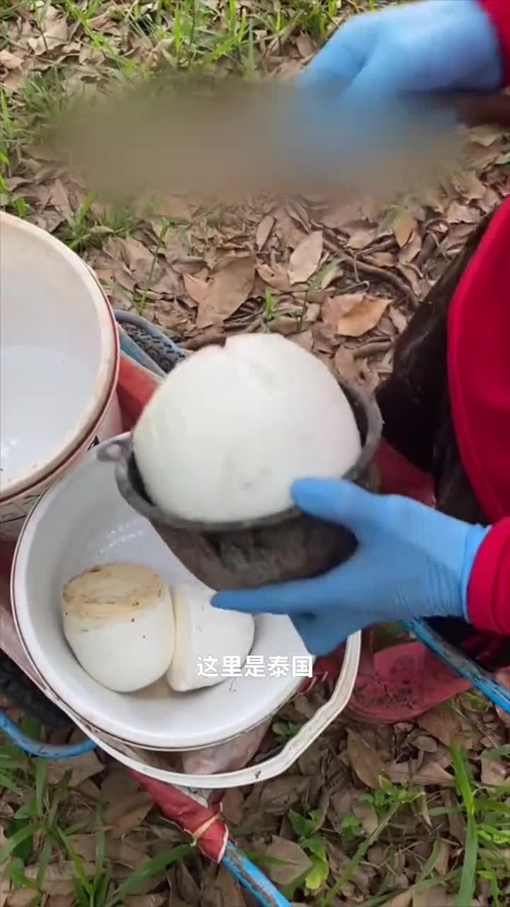 泰国橡胶块为何如此巨大泰国橡胶采集的幕后故事