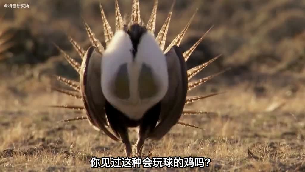 你见过会玩球的鸡吗6大有趣的生物大盘点一