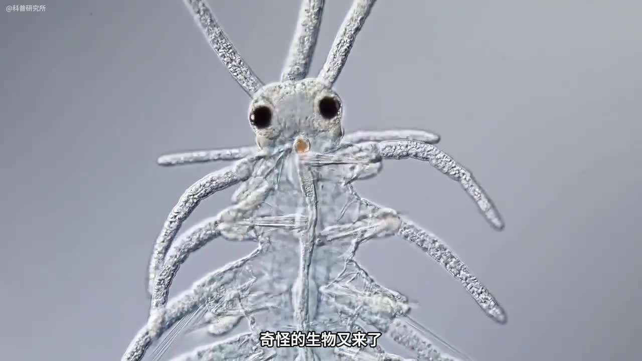 奇怪的生物大盘点第六期保证有你没见过的生物一