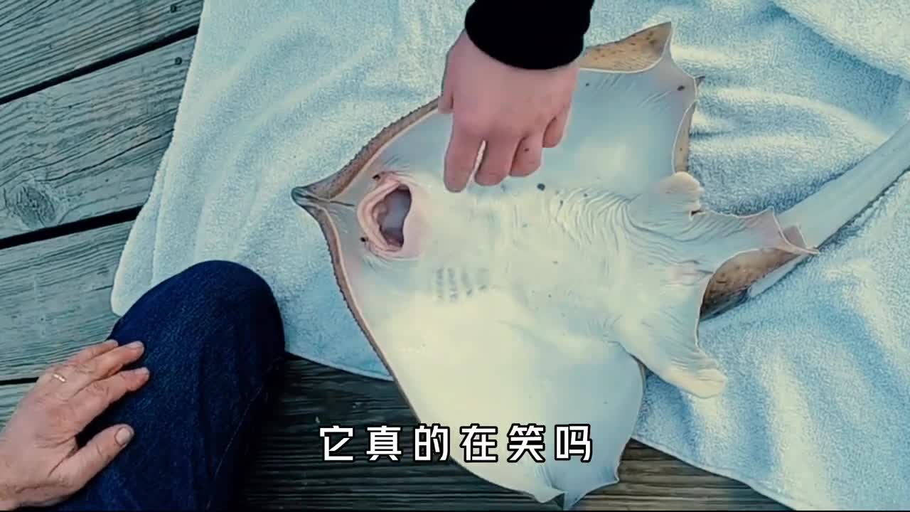 用微笑掩饰痛苦的黄貂鱼真的是在笑吗