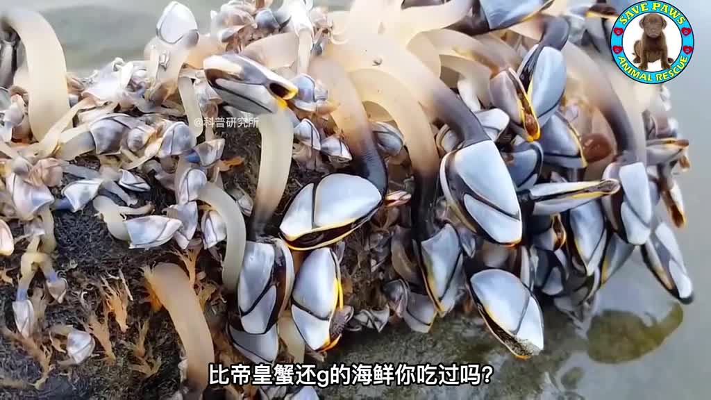 比帝皇蟹还G的海鲜看到它的样子你还敢吃吗二