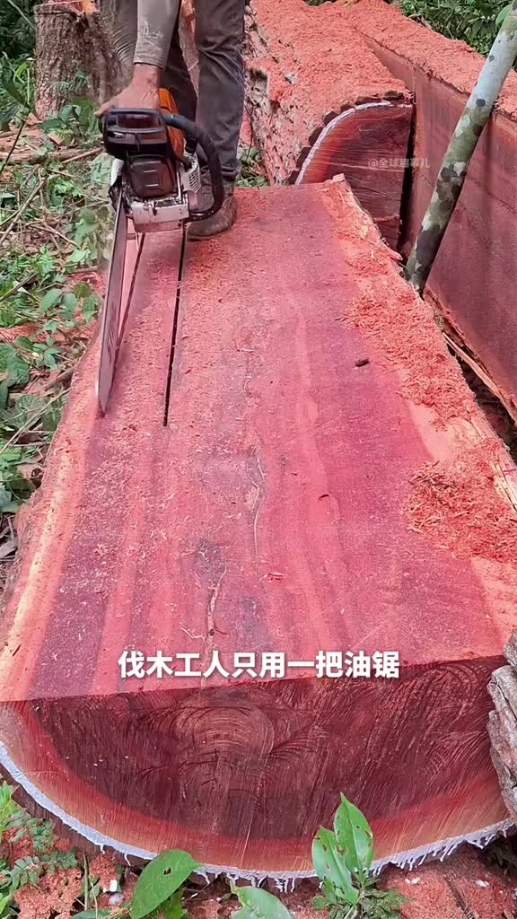 油锯切木材伐木工仅凭一把油锯竟锯出教科书般完美直线