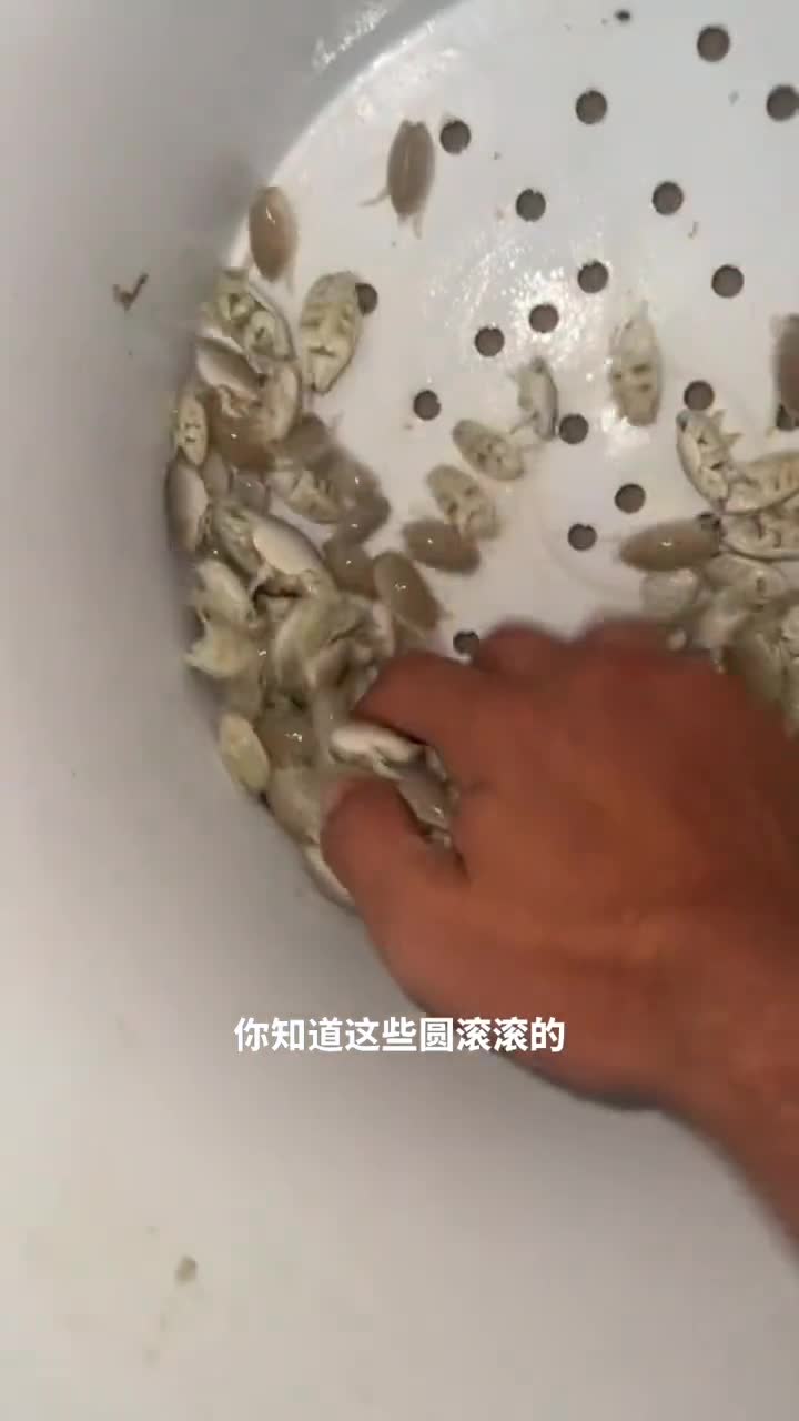 美味还是恐怖沙滩上的隐形侠一沙蚤