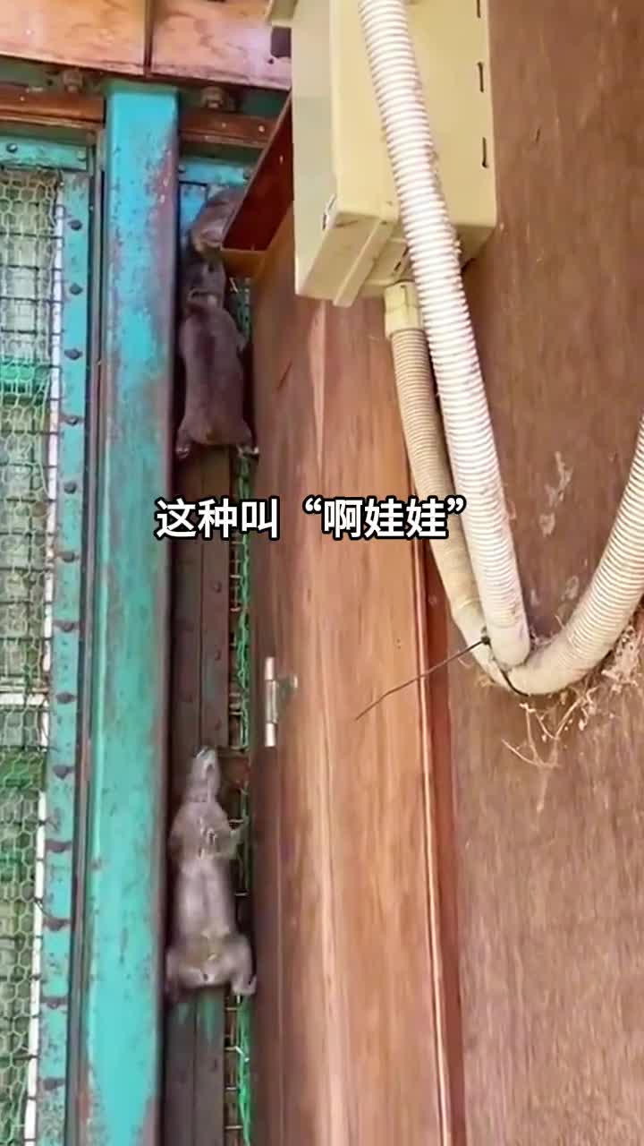 啊娃娃这个生物你认识吗