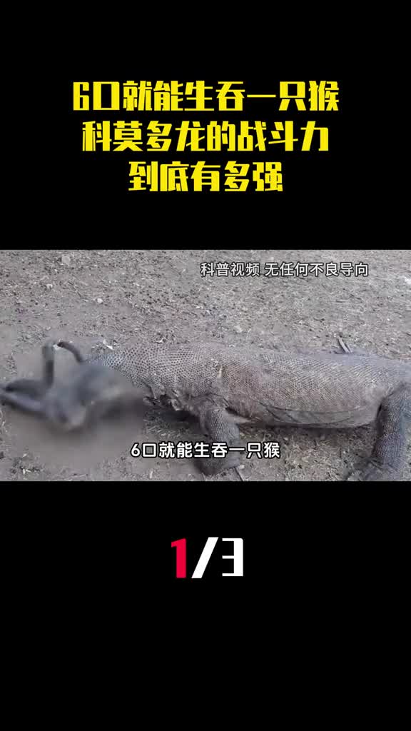 6口就能生吞一只猴科莫多龙的战斗力到底有多强1