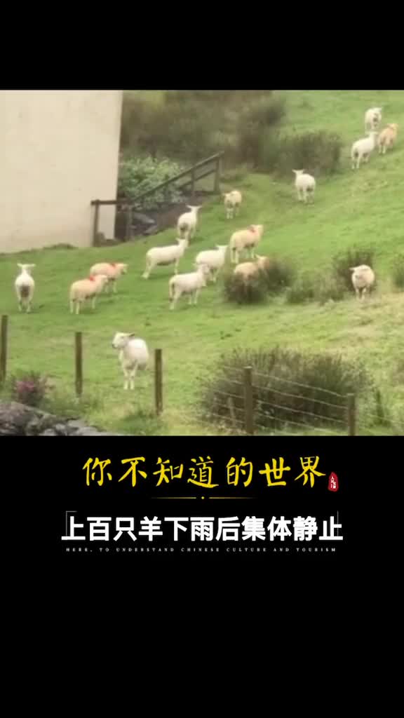 罕见英国男子拍下离奇画面羊群在栅栏内一动不动画面仿佛静止