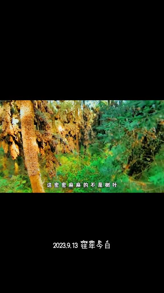 帝王斑蝶的一生究竟有多悲惨