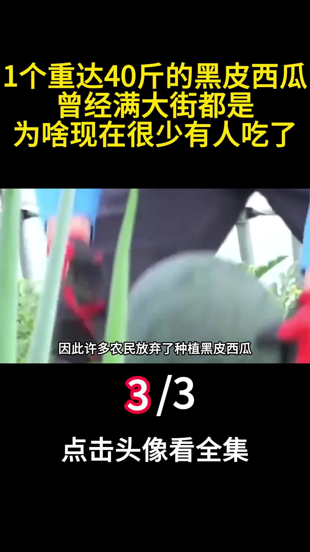 1个重达40斤的黑皮西瓜曾经满大街都是为啥现在很少有人吃了3