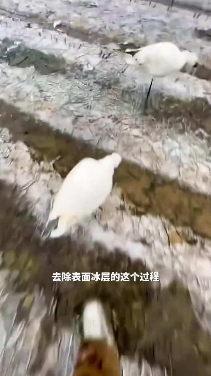 冬季除冰冰雕艺术品的诞生享受剥离冰层的乐趣