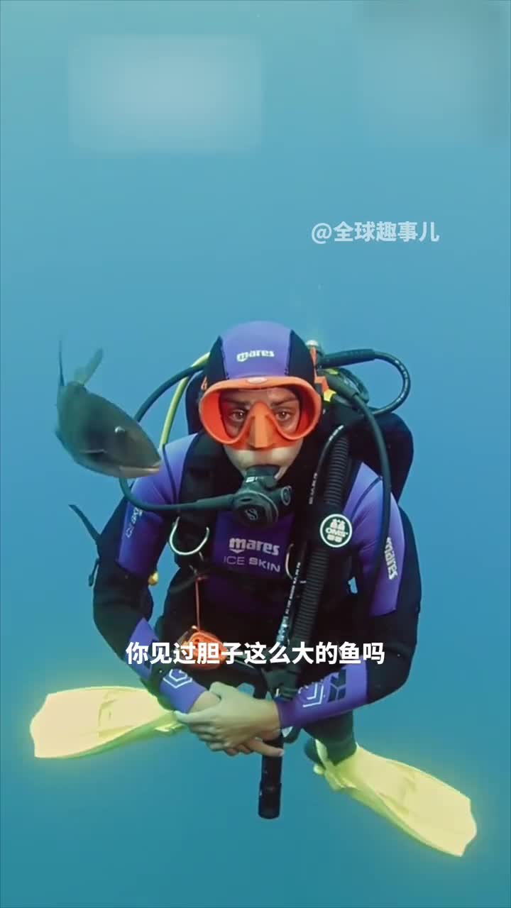 你见过胆子这么大的鱼吗攻击性十足的扳机鱼