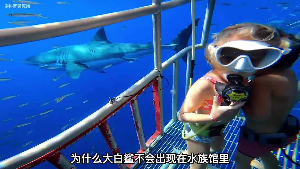 水族馆为什么不敢养大白鲨原因你猜不到一