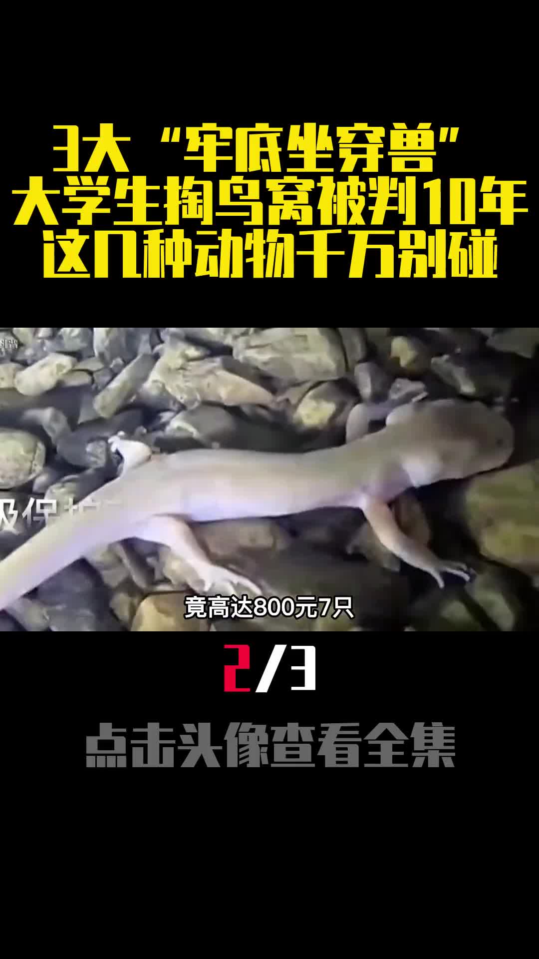 3大牢底坐穿兽大学生掏鸟窝被判10年这几种动物千万别碰2