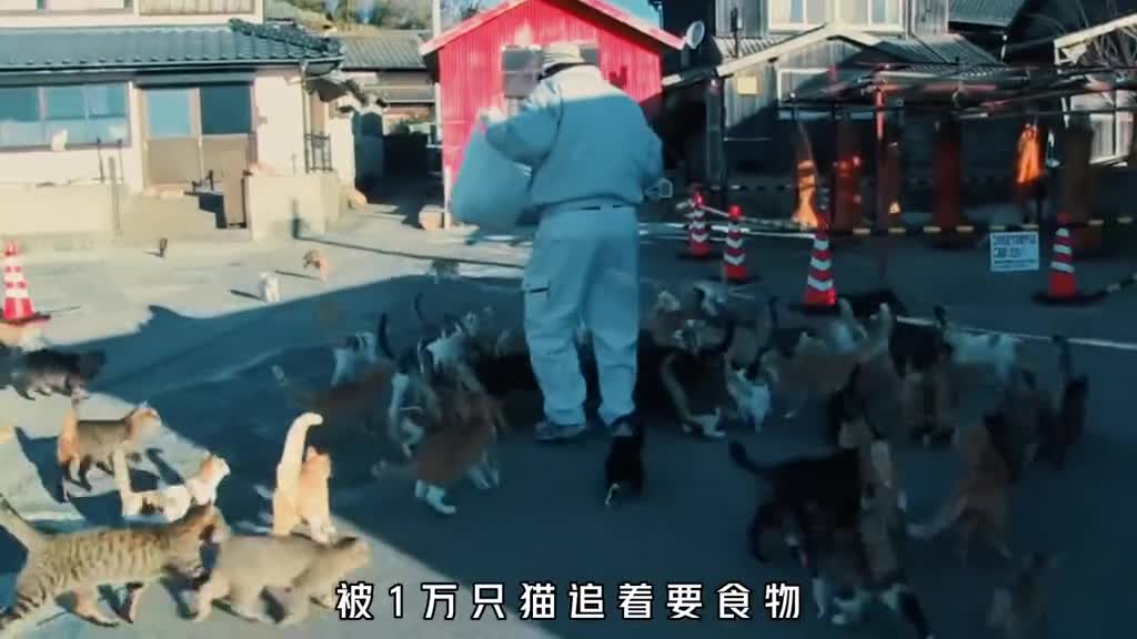 被一万只猫咪追着要吃的是一种怎样的体验