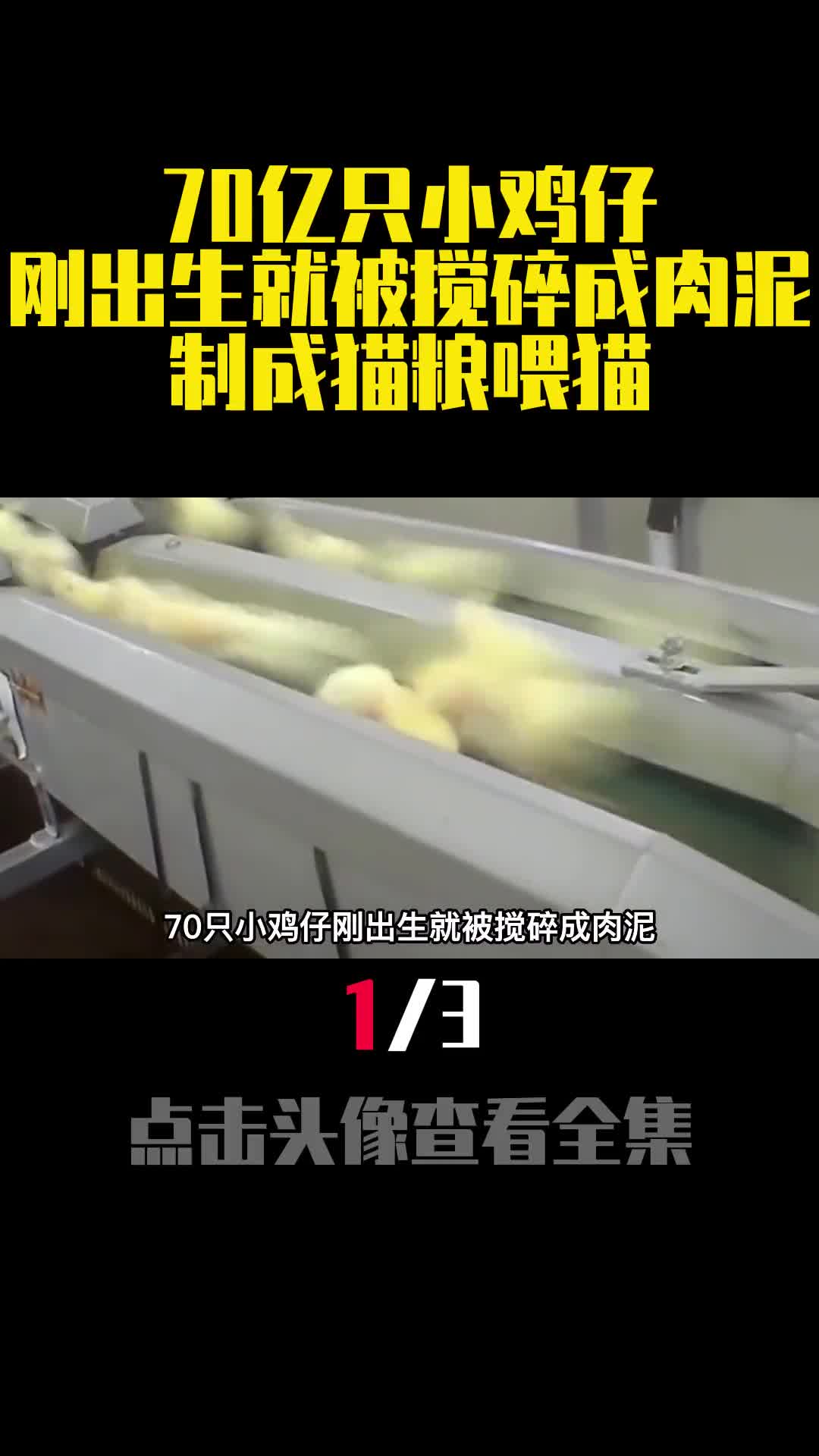 70亿只小鸡仔刚出生就被搅碎成肉泥制成猫粮喂猫1