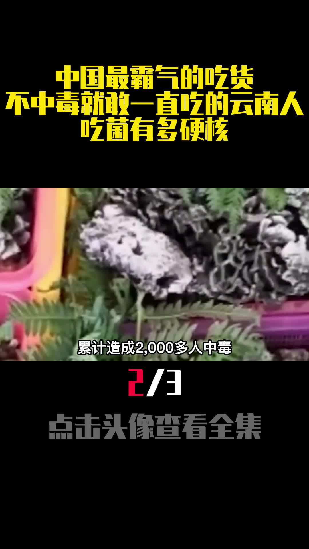 中国最霸气的吃货不中毒就敢一直吃的云南人吃菌有多硬核2