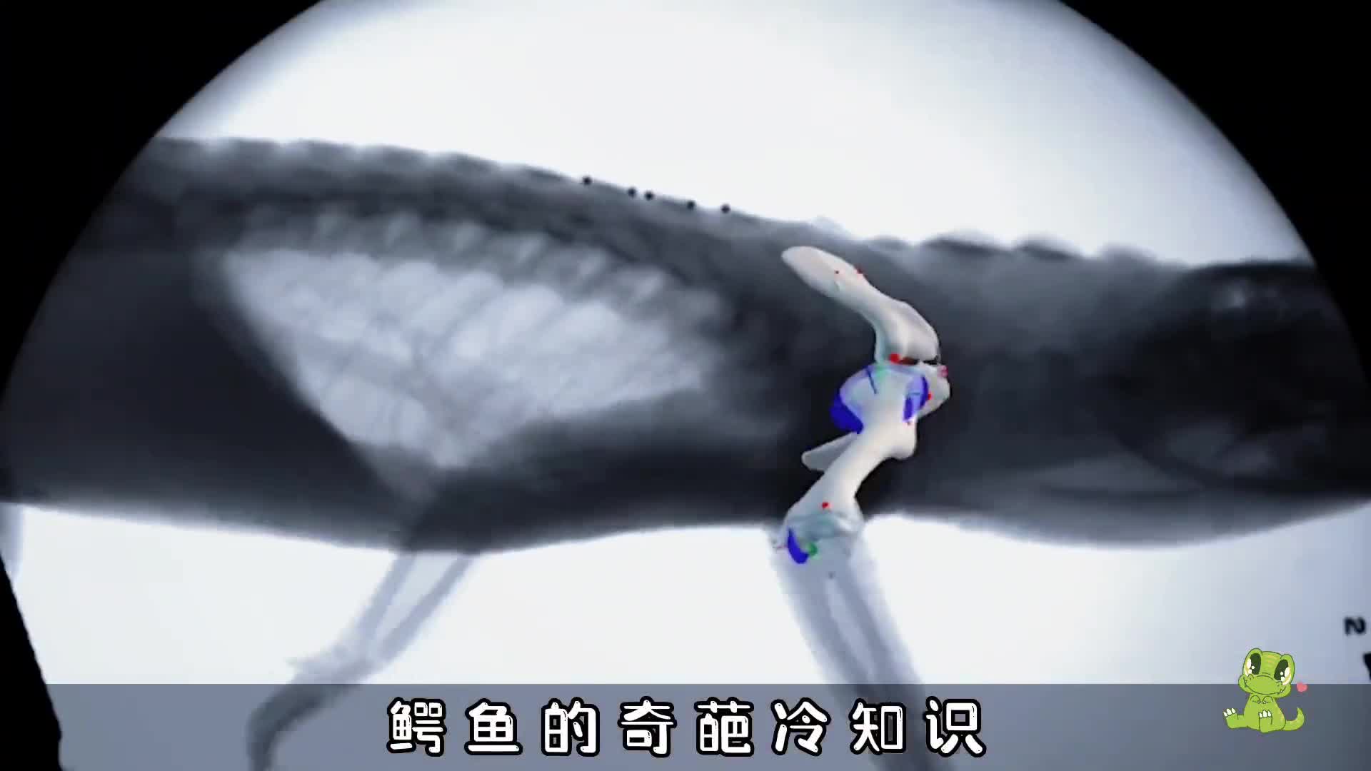 鳄鱼的奇葩冷知识你知道几条