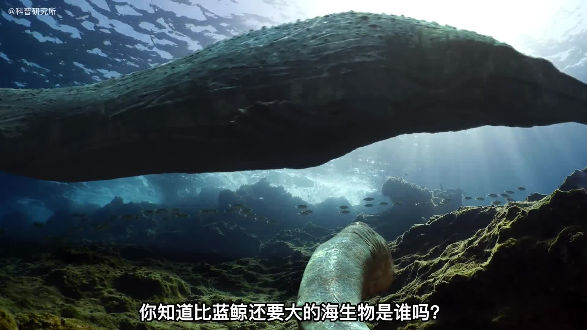 有巨物恐惧症的别看史前海洋生物体型大对比最后的太巨大了一