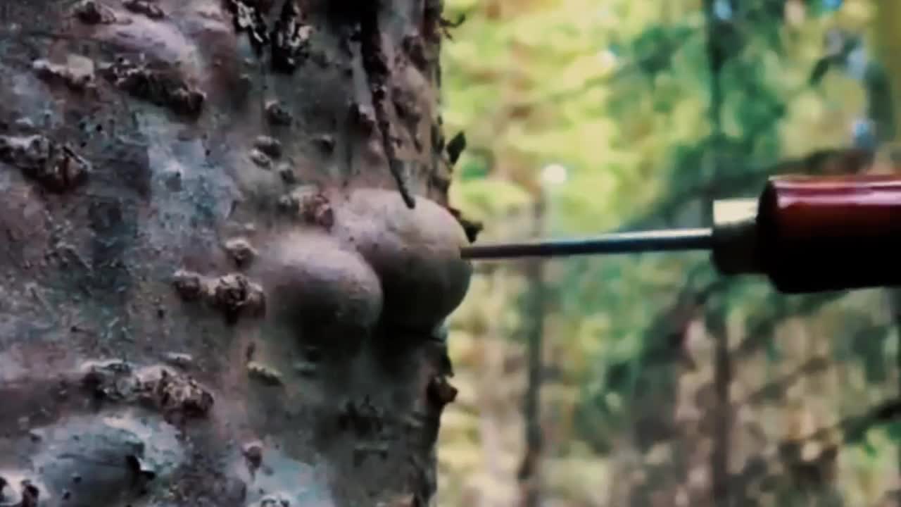 树上的痘痘究竟是什么为何养一棵即可发家致富