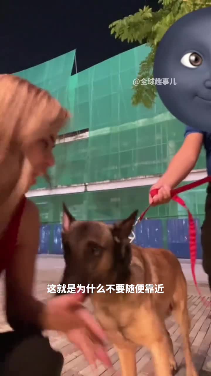为什么不能随便摸不熟悉的狗看似友好的狗其实可能在警告你
