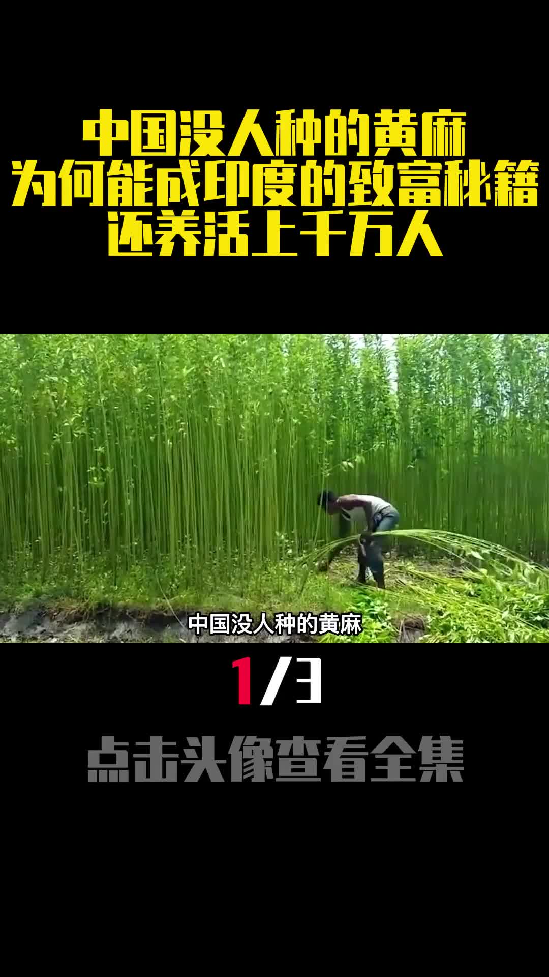 中国没人种的黄麻为何能成印度的致富秘籍还养活上千万人1