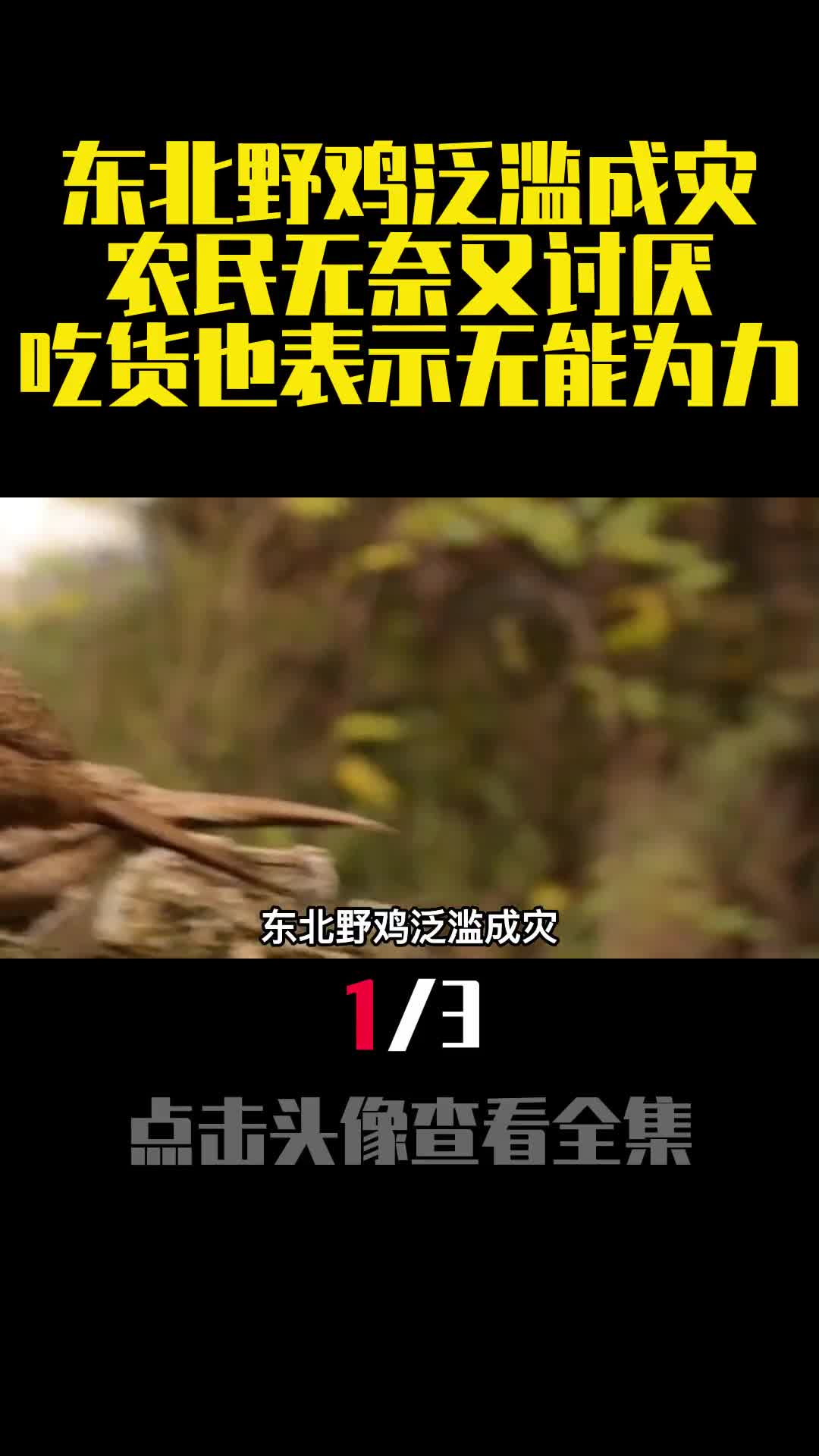 东北野鸡泛滥成灾农民无奈又讨厌吃货也表示无能为力1