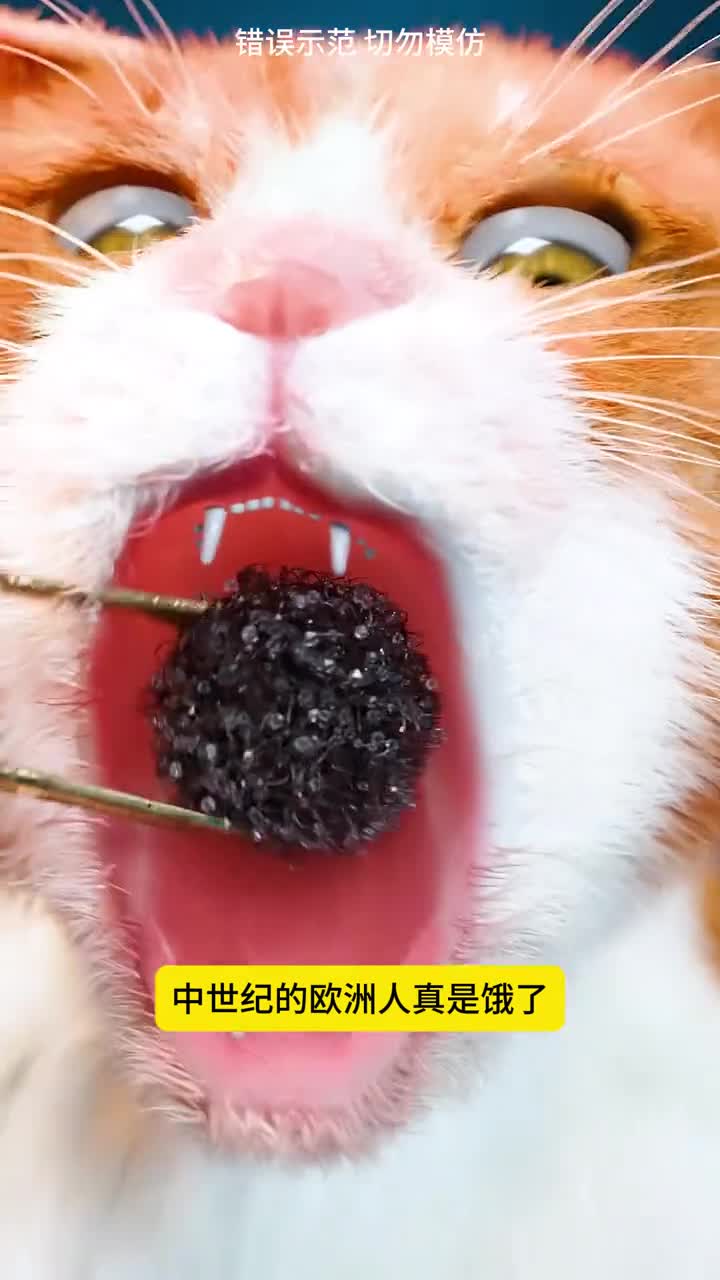 将猫毛当药吃来看看他们的奇葩操作