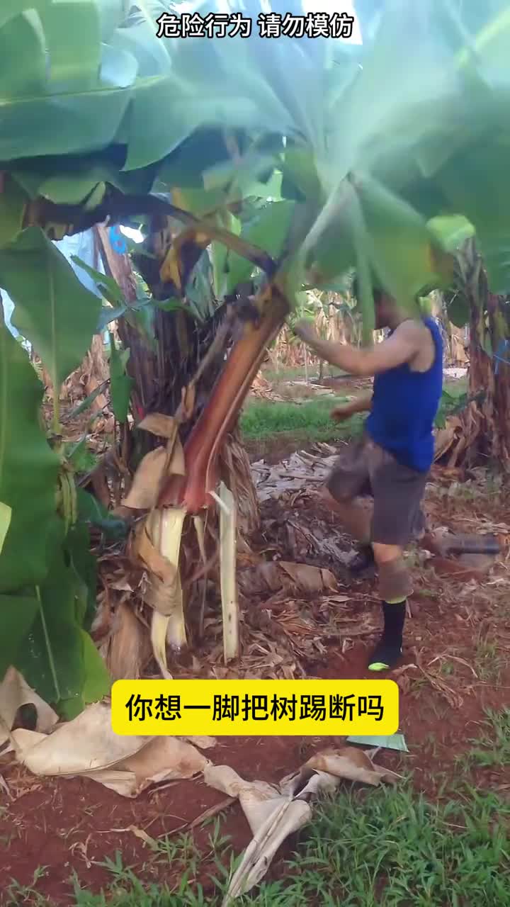 把树直接踢断他们的脚不会痛吗