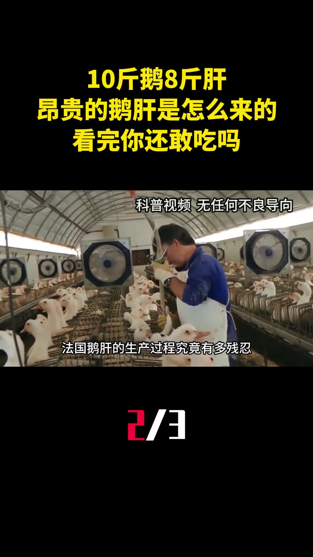 10斤鹅8斤肝昂贵的鹅肝是怎么来的看完你还敢吃吗2