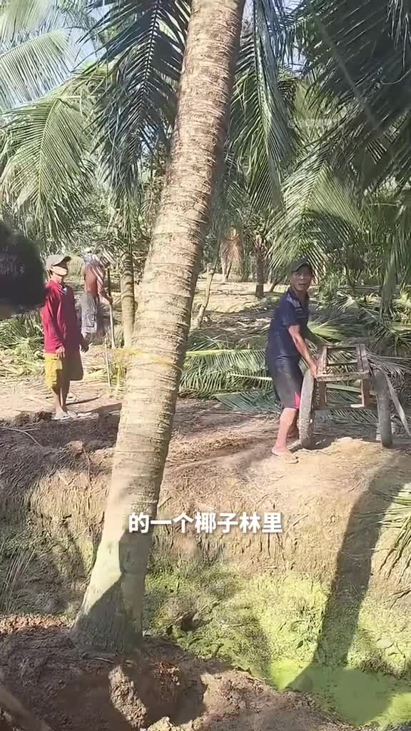 越南椰子树砍伐手推车接住倒下的大树这操作堪比电影