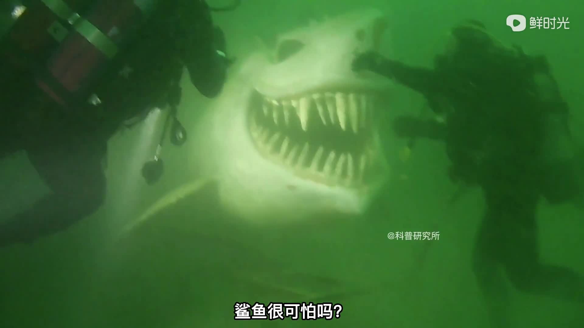 最罕有的十种鲨鱼最后一种只有2条三