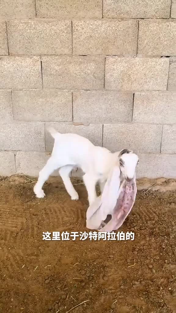 大马士革山羊这种山羊耳朵长到能拖地