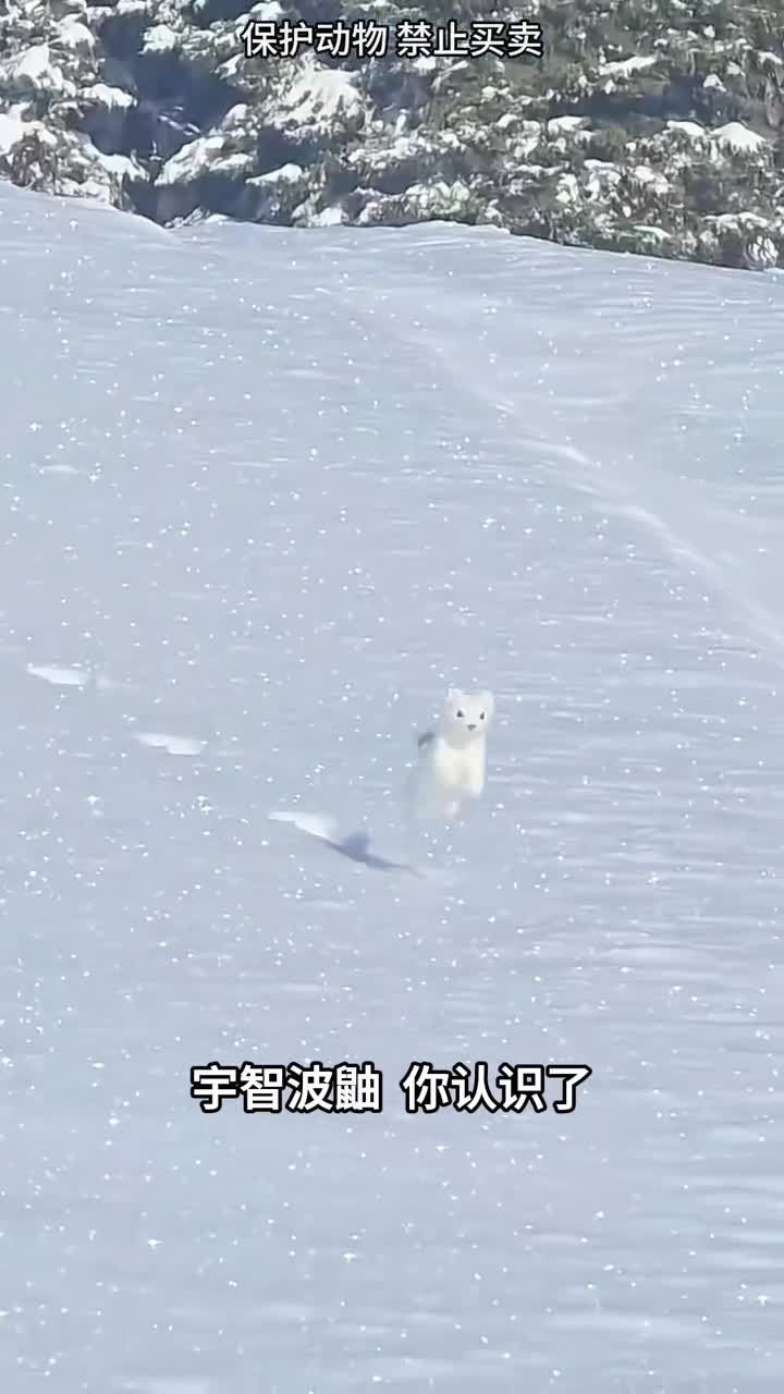 全世界最小的鼬跟宇智波鼬一样都是