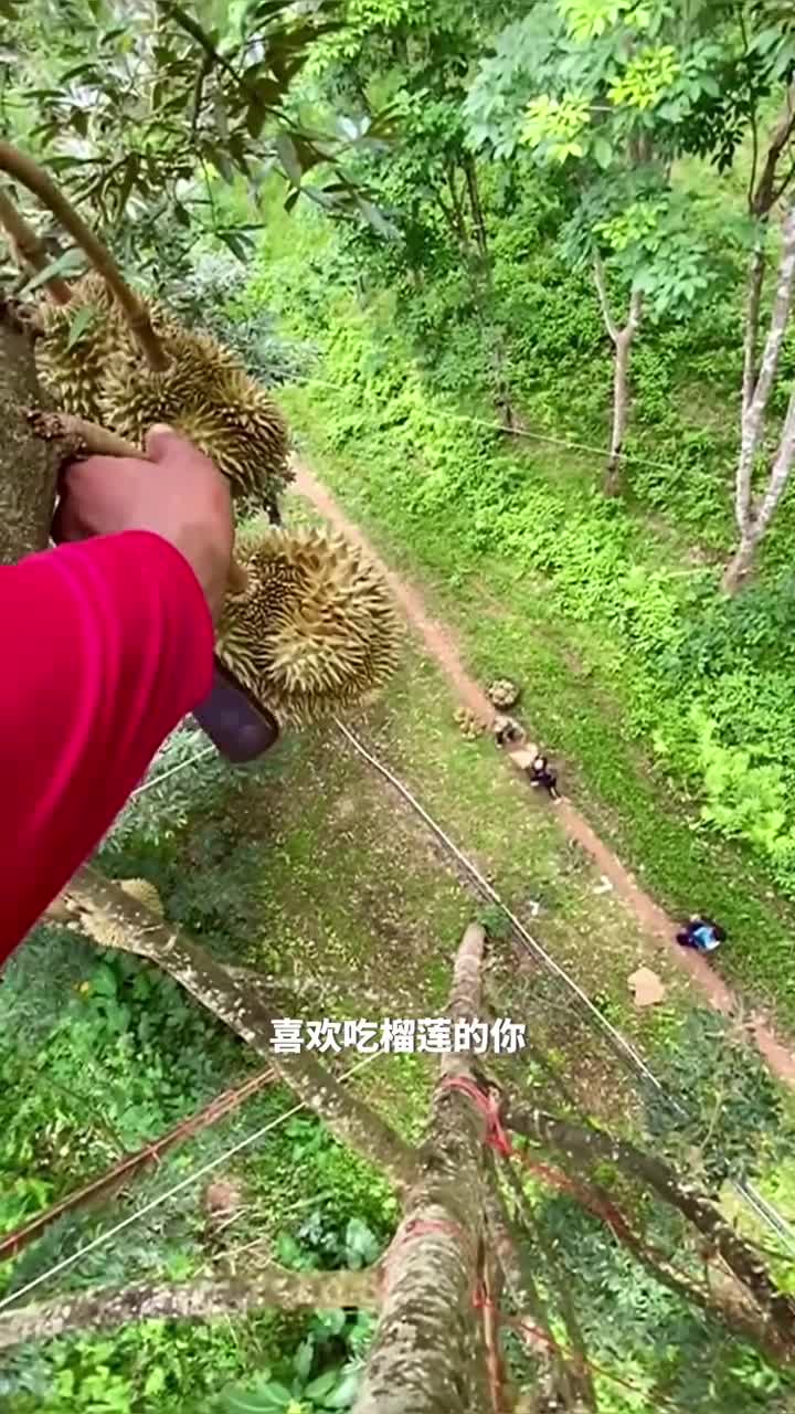 探秘榴莲采摘从树顶到你的餐桌