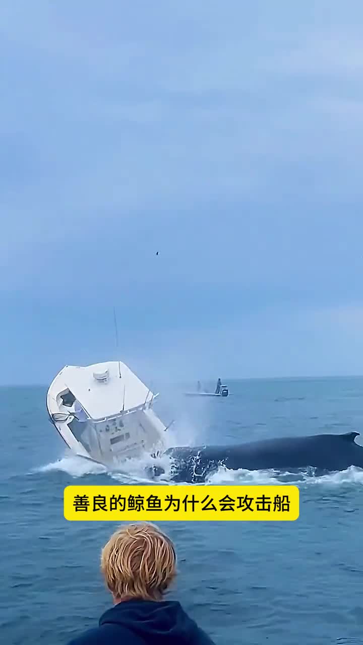善良的鲸鱼为啥会攻击船