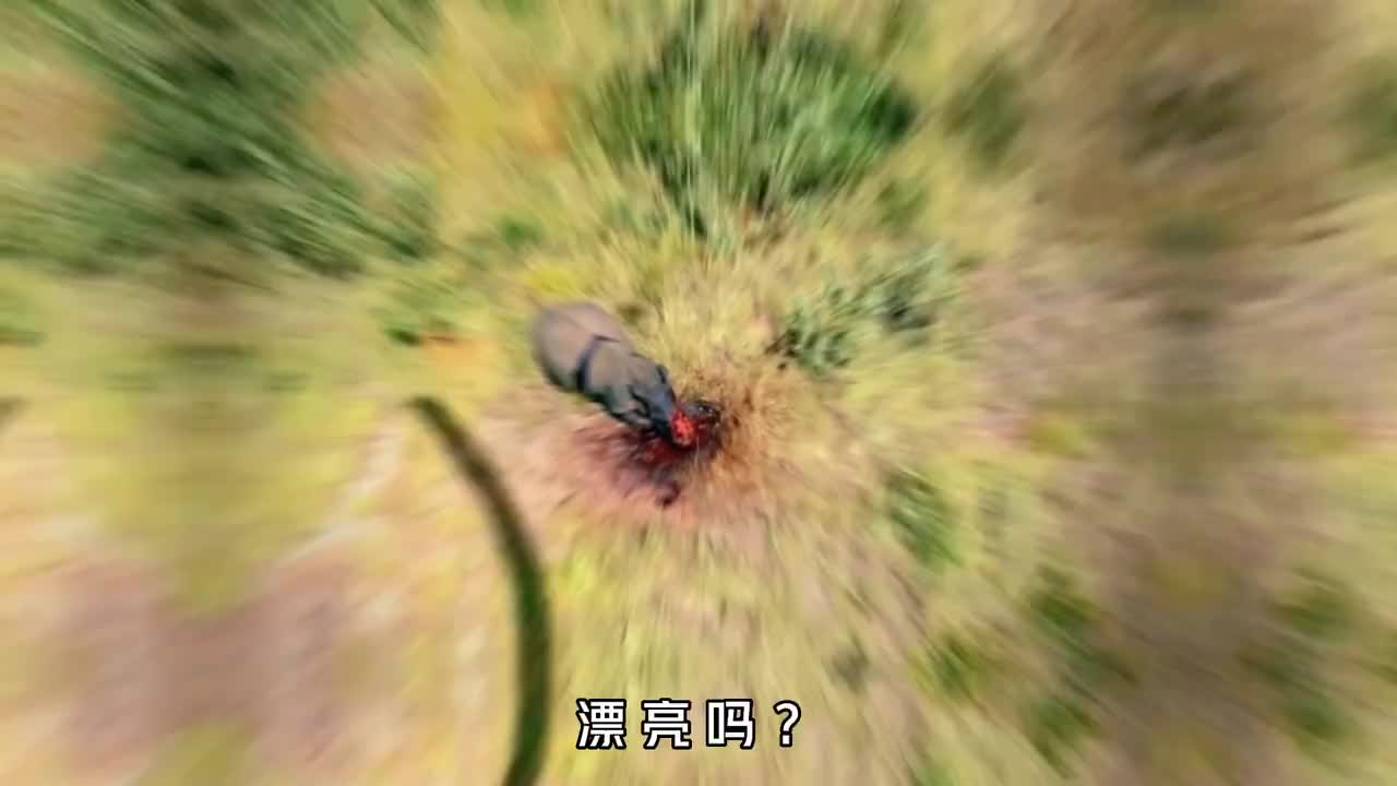 犀牛的命运究竟有多悲惨