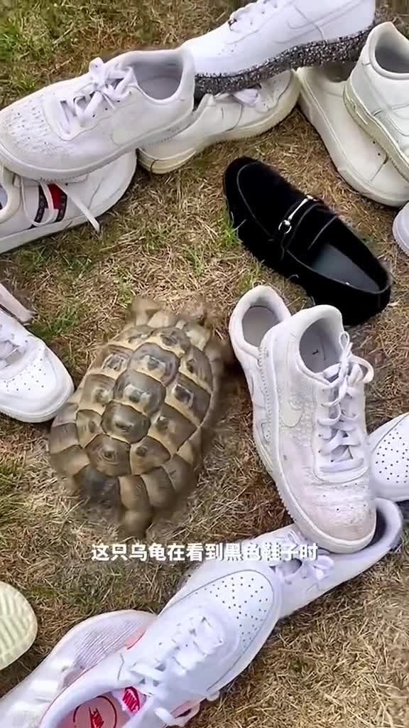 乌龟行为之谜它竟然对黑色深色产生敌意
