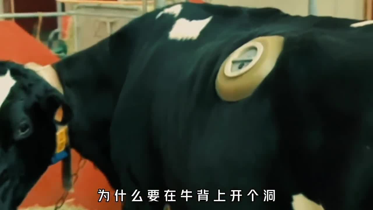 为什么要在牛背上开个口它究竟有何用