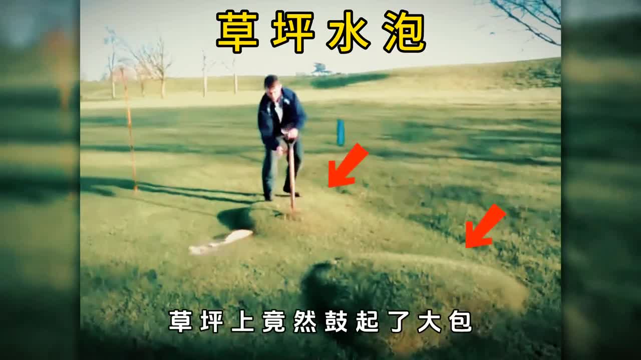不可思议的草坪水泡究竟是如何形成的