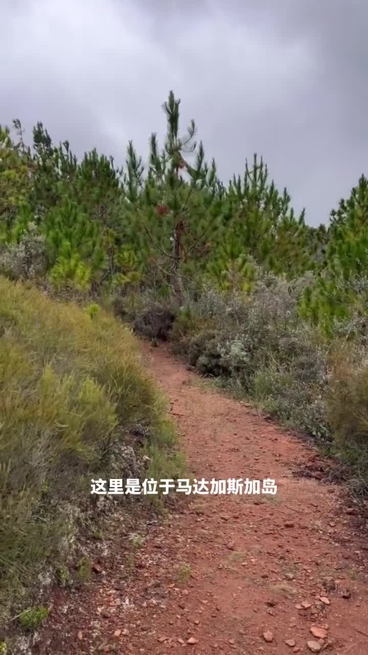 优雅灵活的树上飞仙冕狐猴自带喜感的独特移动方式