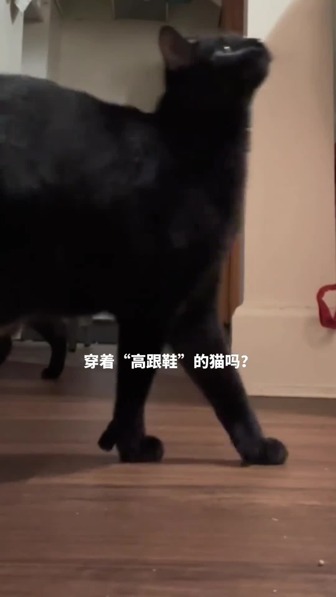 神奇的多趾猫拥有惊人超能力的多趾猫