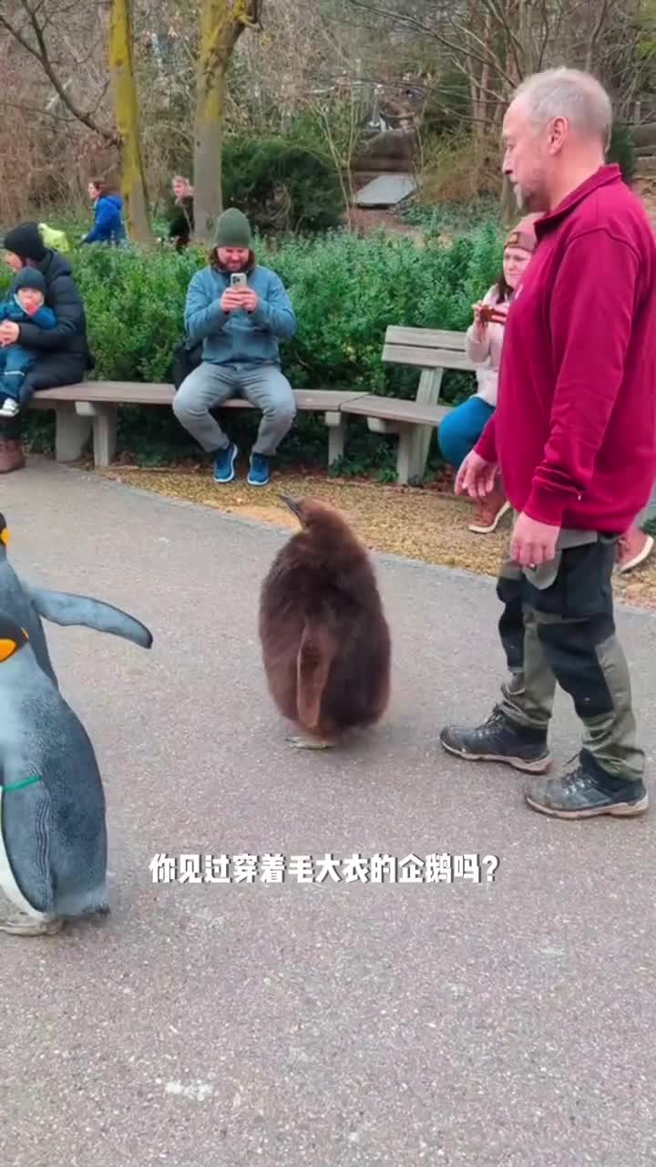 猕猴桃企鹅来袭企鹅宝宝的华丽变身记